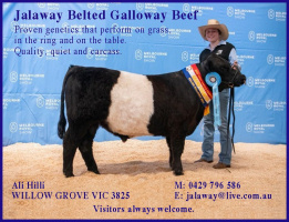 Jalaway Belted Galloways